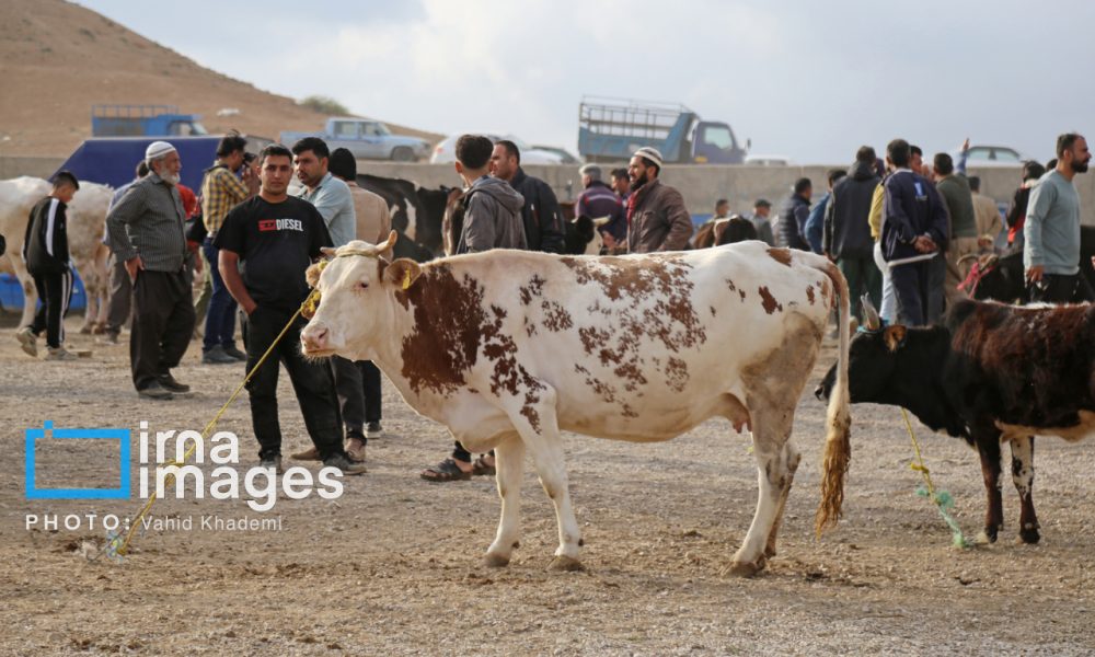 بازار دام در آستانه «عید قربان» – بجنورد